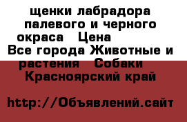 щенки лабрадора палевого и черного окраса › Цена ­ 30 000 - Все города Животные и растения » Собаки   . Красноярский край